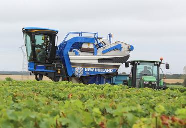 Les vendanges précoces ou l’écimage sévère à la véraison entraînent souvent une sous-maturité organoleptique.