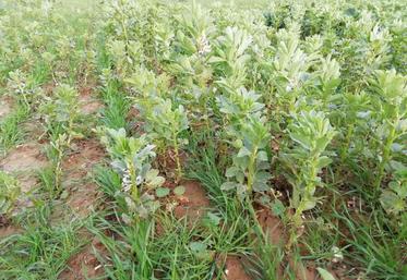 L'association de cultures, ici blé et féverole, peut avoir un effet positif, en particulier pour lutter contre les bioagresseurs, selon les données de l'étude Assoprotect.
