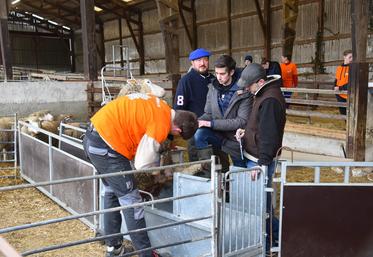 Chailly-en-Brie (Seine-et-Marne), jeudi 22 janvier. Épreuve de parage sous l'œil d'éleveurs.