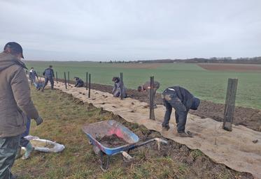 Mardi 27 janvier, à Gressey (Yvelines). Les élèves de l'Esta ont planté une haie en partenariat avec la chambre d’Agriculture Île-de-France.