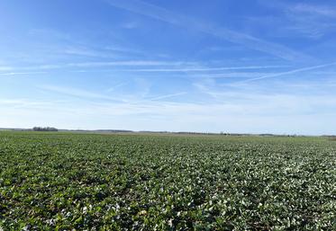 Saint-Just-en-Brie, Seine-et-Marne, dimanche 8 février. Le colza présente une belle biomasse sortie hiver. 