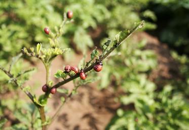 Larves de doryphores se nourrissant des feuilles de pomme de terre, un ravageur à surveiller de près.
