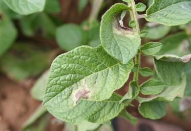 Le modèle Mileos, développé par Arvalis, permet aux producteurs de pommes de terre de piloter au mieux la lutte contre le mildiou.