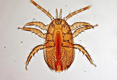 Le parasite Tropilaelaps spp., acarien microscopique du couvain des abeilles, est considéré comme une menace émergente pour les colonies européennes.