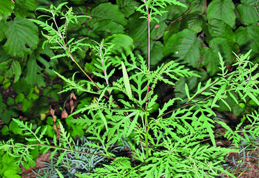 Ambroisie à feuilles d'armoise.