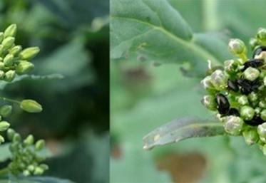 Forte infestation de méligèthes.