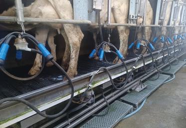 Une configuration raisonnée de la salle de traite est primordiale pour le confort du trayeur et pour celui de l'animal.