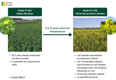 Reconnaître le stage G1 est primordial pour appliquer le traitement au bon moment.
