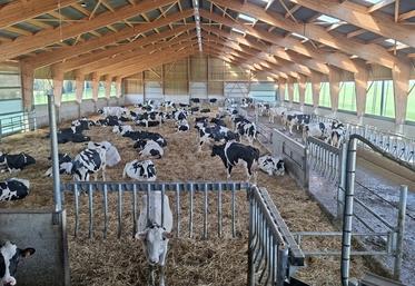 L’aire paillée et la circulation libre ont été choisies pour le bien-être des vaches.  