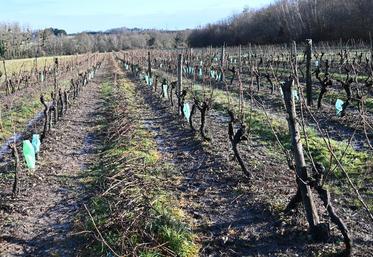 Près de 110 millions d'euros ont été demandés au niveau national concernant l'arrachage des vignes, représentant 27 500 hectares à hauteur de 4 000 euros l'hectare. 