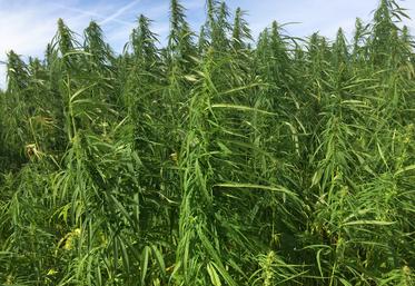 26 000 hectares de chanvre ont été cultivés dans l'Hexagone en 2025.