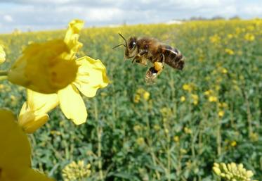 Le pollen de colza est particulièrement recherché par les abeilles. 