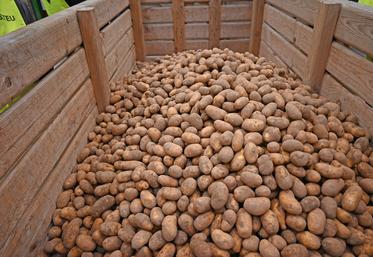 Des solutions s'offrent aux producteurs ayant des surstocks de pommes de terre.