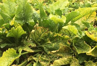 Des mesures prophylactiques permettent de limiter la circulation du virus de la jaunisse.