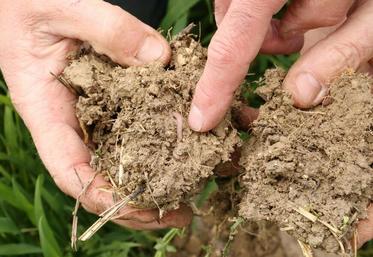 Le travail superficiel permet de maintenir la vie dans le sol.