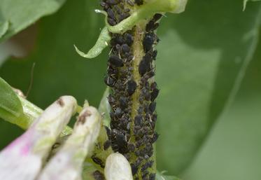 Pucerons noirs de la fève.