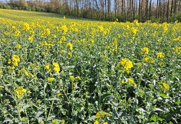 Dans de nombreuses situations, des dégâts sont observés sur les boutons floraux de la hampe principale. 