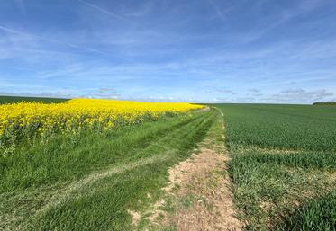 En cette mi-avril, ici dans le Thymerais, les colzas et les céréales d'automne font plutôt bonne figure. Mais un peu d'eau serait bienvenue…
