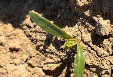 Pucerons verts sur betterave.