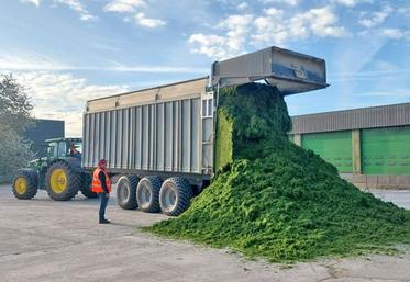 De la biomasse aux aliments pour chevaux, porcs et chèvres, la luzerne déshydratée entre dans une nouvelle ère d’innovation.
