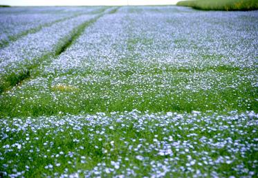 Le lin oléagineux sera décortiqué lors d'une matinée technique de la filière organisée mardi 5 mai à Dammarie.