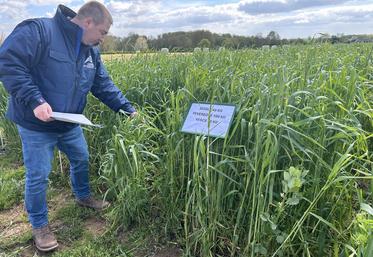 Le mélange de céréales et de légumineuses serait une alternative au ray-grass, jugé gourmand en eau, dépendant en intrants et moins performant face à certaines conditions climatiques.
