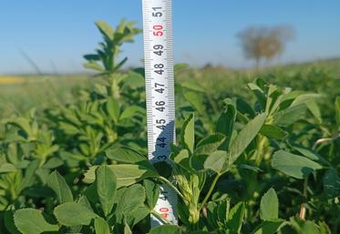 Au 22 avril, le seigle est au stade optimal de récolte en ensilage, tandis que la luzerne est insuffisamment développée.