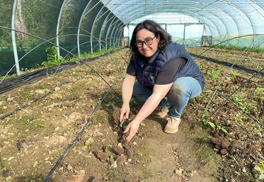 Le 10 avril, à Saint-Ange-et-Torçay. Aurore Quinton s'est lancée dans la production de morilles.