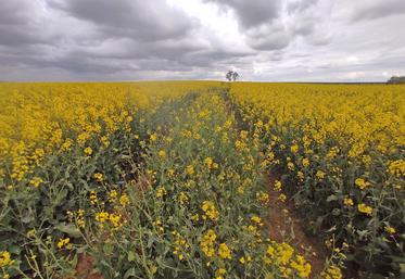 En 2026, malgré une floraison étalée, les conditions globalement sèches limitent l’intérêt d’un second fongicide sur colza.