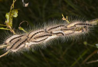 Les poils urticants de la chenille processionnaire du chêne peuvent provoquer des réactions cutanées, oculaires ou respiratoires. Le risque est particulièrement présent entre mai et juillet.