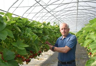Chevrainvilliers, mardi 26 mai. Damien Chardon au cœur d'un des tunnels en production actuellement. Les premières planches de la saison sont plantées dès la mi-décembre.