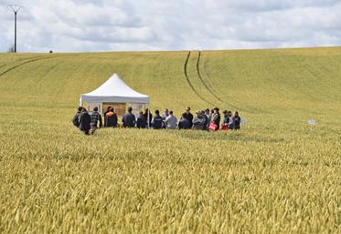 Visite des essais menés en partenariat entre la chambre d'Agriculture Île-de-France et SeineYonne.