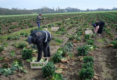 Le glanage solidaire est une action phare de Solaal qui mobilise des bénévoles pour récolter les produits directement dans les champs.
