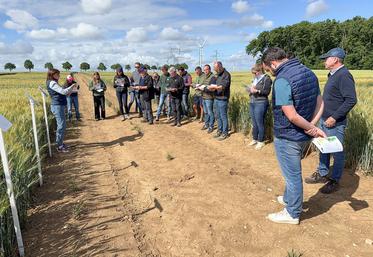 Mercredi 10 juin, à Toury. La Coopérative agricole Bonneval Beauce et Perche a proposé trois journées de visites d'essais, adaptées à ses différents secteurs.