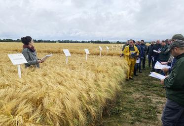 Le 4 juin, à Couëtron-au-Perche (Loir-et-Cher). Lors la visite d'essais du Perche, les conseillères grandes cultures de la chambre d'Agriculture de Loir-et-Cher ont présenté les essais de l'année aux agriculteurs présents. 