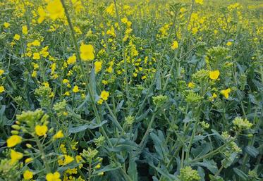 Les écarts de rendement entre parcelles se sont principalement construits entre la sortie de l'hiver et la floraison.