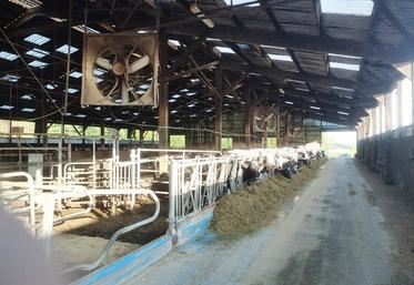 Associés à la brumisation, les ventilateurs réduisent le stress thermique des vaches et contribuent à préserver leur ingestion comme leur production laitière.