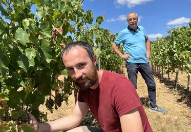 Lundi 27 juillet, à Morigny-Champigny (Essonne). Philippe, le père, et Pierre-Louis, le fils, Morchoisne ont lancé une activité viticole en marge de la transmission de l'exploitation en grandes cultures.