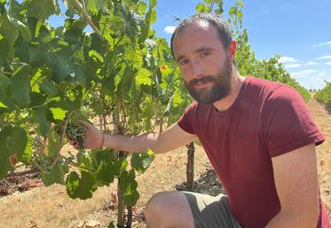 Lundi 27 juillet, à Morigny-Champigny (Essonne). Philippe, le père, et Pierre-Louis, le fils, Morchoisne ont lancé une activité viticole en marge de la transmission de l'exploitation.