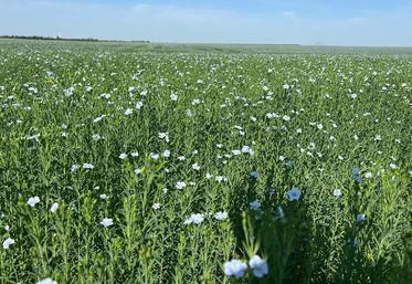 En floraison, le lin se reconnaît à ses petites fleurs bleues. Dans le nord du Loiret, cette culture reste encore peu répandue.