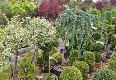 Plusieurs essences de plants produits par les Pépinières Bauchery sont proposés gratuitement par Groupama Paris-Val de Loire à ses bénéficiaires. 