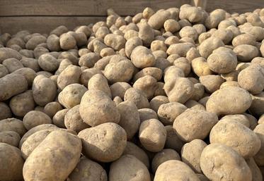 Dans le Loiret, les arrachages de pommes de terre sont bien avancés. Après un été marqué par les fortes chaleurs, les rendements sont en retrait et la qualité des tubercules plus hétérogène, avec une attention particulière portée au stockage.