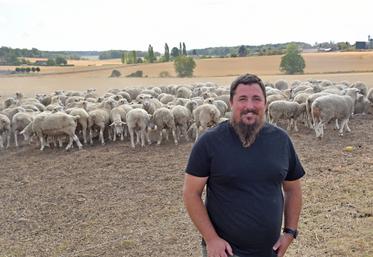 Saint-Mars-Vieux-Maison (Seine-et-Marne), mercredi 26 août. Camille Pettinger envisage d'augmenter sa troupe avec la nouvelle bergerie.