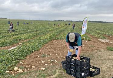 Lundi 7 septembre, à Binas. Lors d'un glanage organisé par Solaal CVL, trois associations d'aide alimentaire ont récolté plus de 1 400 kg de melons.