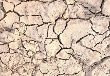 Face aux pertes de rendement et au manque de fourrages, la chambre d’Agriculture du Loiret alerte sur la fragilisation des exploitations et les difficultés à venir cet hiver.