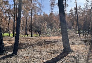 Fontainebleau, jeudi 24 septembre. Des jeunes pousses de fougères apparaissent sous les arbres brûlés ou déjà abattus. 