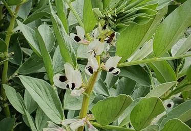 La féverole, pourtant peu présente autour des ruchers étudiés, pèse autant que le colza dans le bol pollinique des abeilles.
