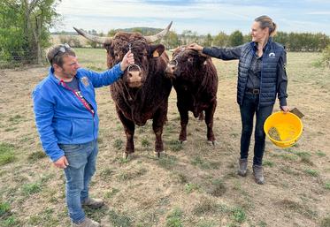 Jeudi 24 septembre, à Belhomert-Guéhouville. Laëtitia et Thierry Meret sont très fiers de leurs impressionnants taureaux salers, Thor et Aristide.