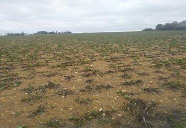 Champ de betteraves sucrières dans le secteur de Beaune-la-Rolande.