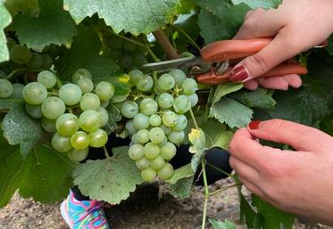 Interloire, l'interprofession des vins de Loire, constate des vendanges 2026 atypiques mais évoque un millésime qui s'annonce à la hauteur des attentes.